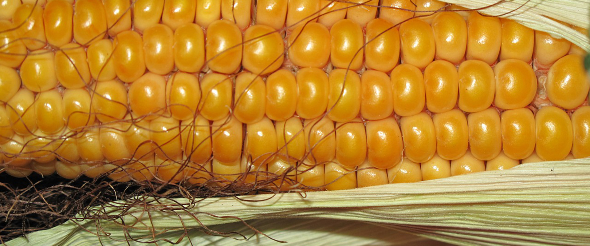 Sacs biosourcés et biodégradables : tous à fond sur le bioplastique !