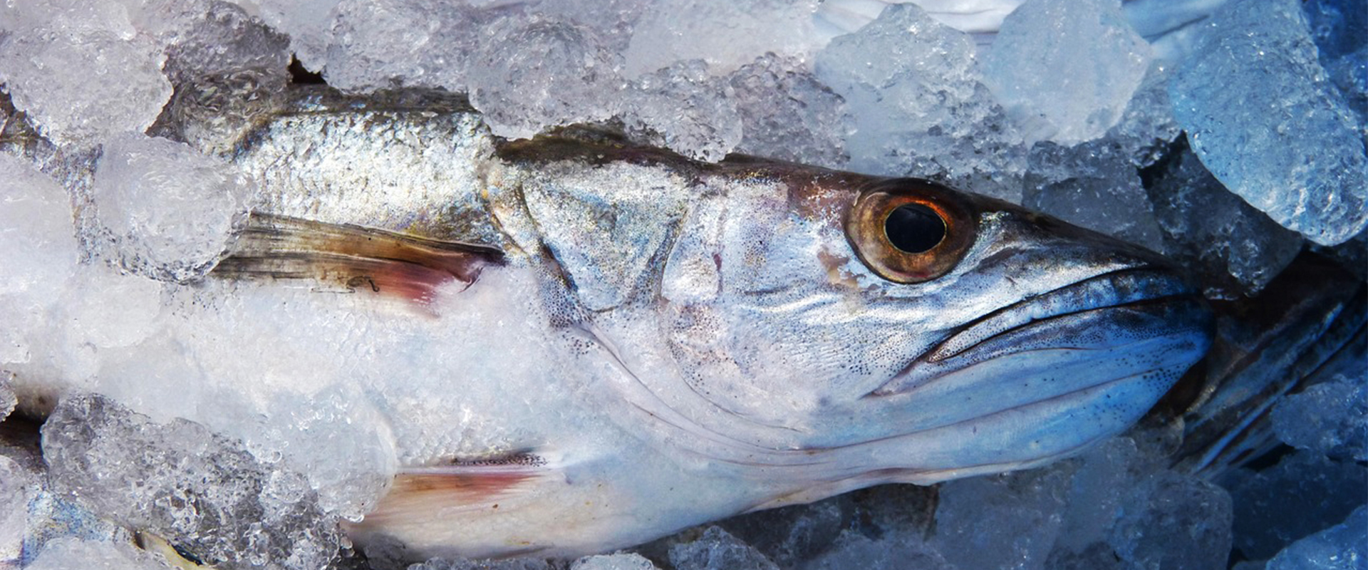 Emballage poissonnerie, COPRIMA équipe vos rayons